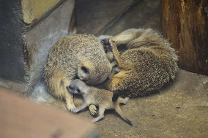 A shy at first baby Meerkat and its family by Japanese photographer