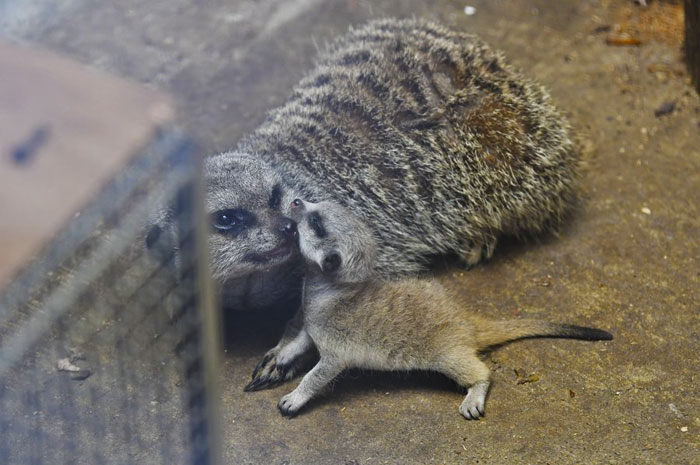 A shy at first baby Meerkat and its family by Japanese photographer