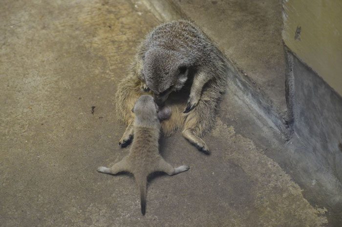 A shy at first baby Meerkat and its family by Japanese photographer