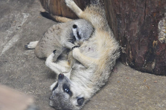 A shy at first baby Meerkat and its family by Japanese photographer