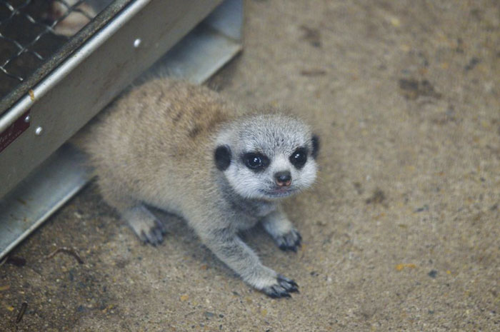 A shy at first baby Meerkat and its family by Japanese photographer