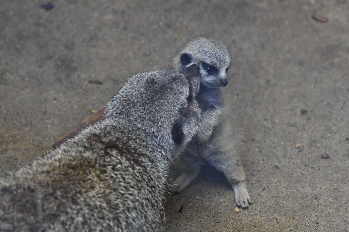 A shy at first baby Meerkat and its family by Japanese photographer