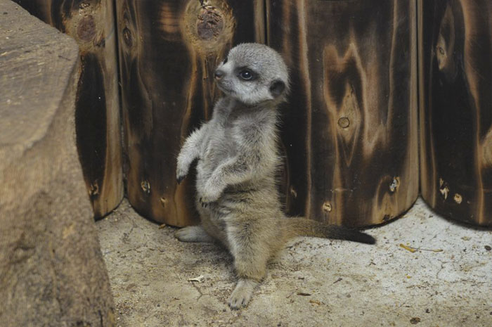 A shy at first baby Meerkat and its family by Japanese photographer