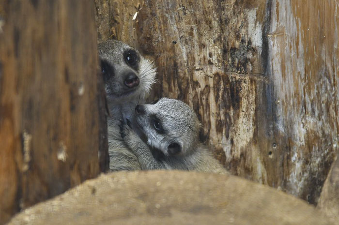 A shy at first baby Meerkat and its family by Japanese photographer