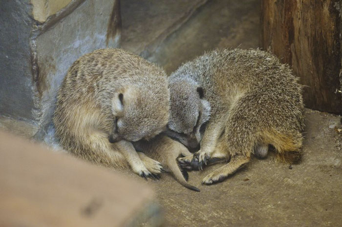 A shy at first baby Meerkat and its family by Japanese photographer