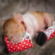 These Photos Of An Adorable Newborn Piglet Are The Cutest Thing You’ll See Today