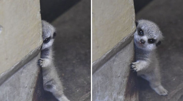 Japanese Photographer Captures A Shy-At-First Baby Meerkat And Its Family