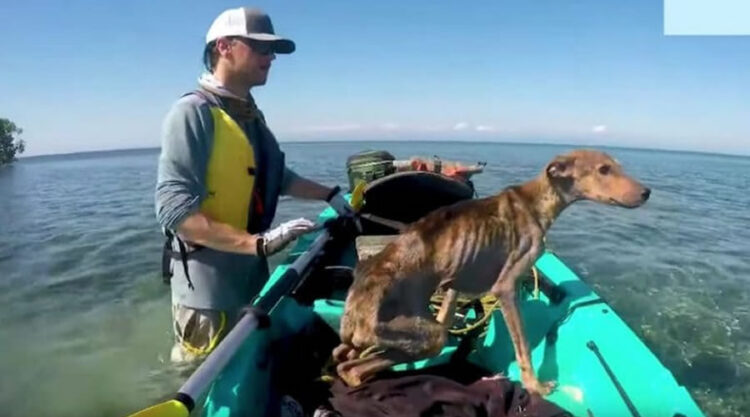 Man Discovers Starving Dog Alone On Remote Island And Saves His Life