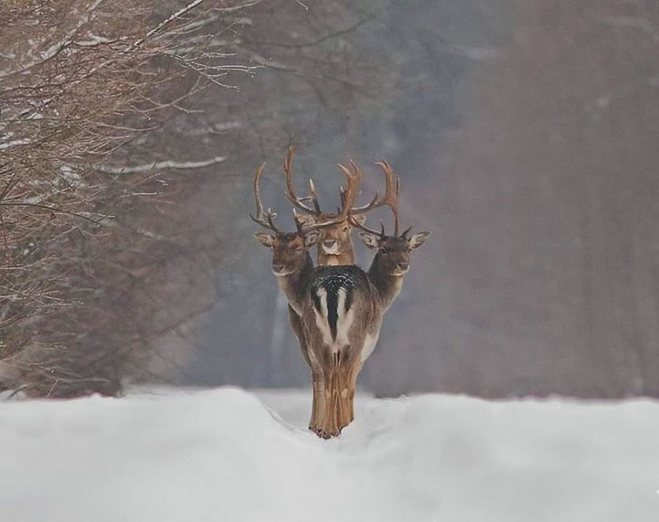 Wildlife Photography By Renatas Jakaitis