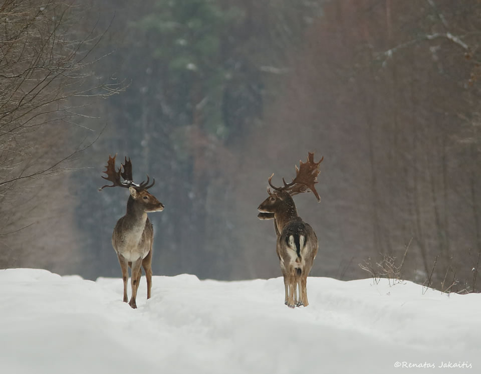 Wildlife Photography By Renatas Jakaitis