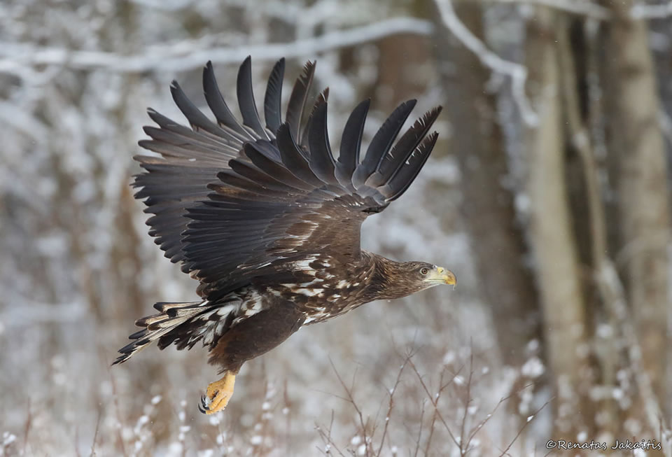 Wildlife Photography By Renatas Jakaitis