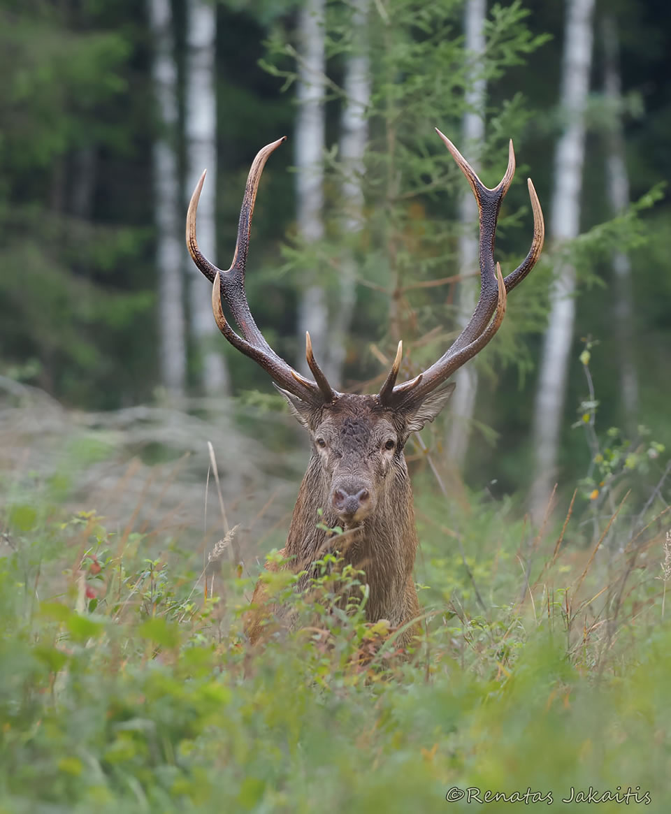 Wildlife Photography By Renatas Jakaitis