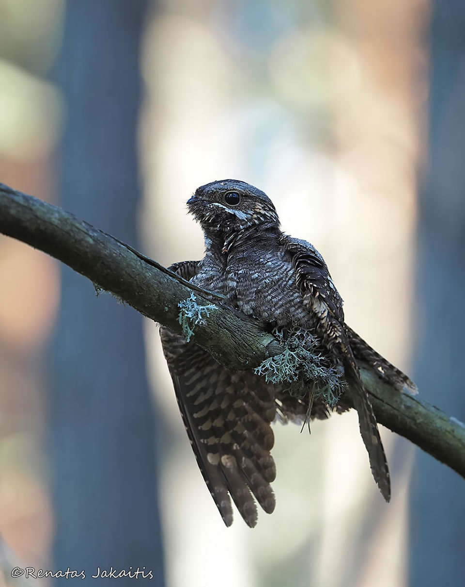 Wildlife Photography By Renatas Jakaitis