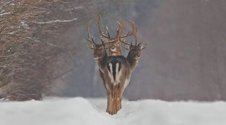 Photographer Renatas Jakaitis Accidentally Captures “Three-Headed Deer” Roaming In The Forest