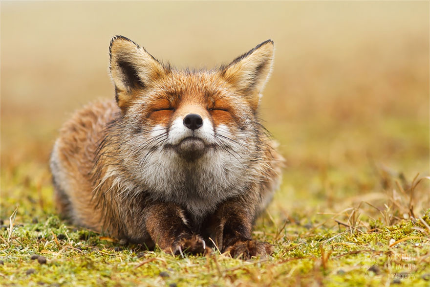 Zen Foxes Photos By Roeselien Raimond