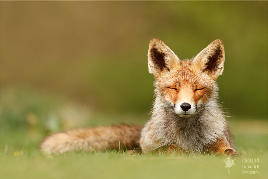 Zen Foxes Photos By Roeselien Raimond