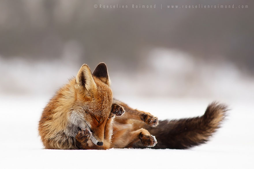 Zen Foxes Photos By Roeselien Raimond