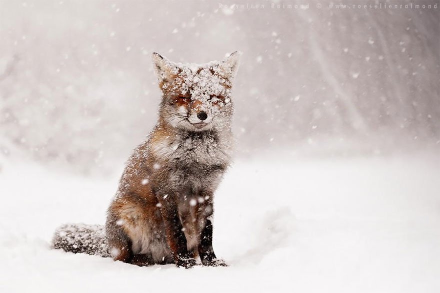 Zen Foxes Photos By Roeselien Raimond