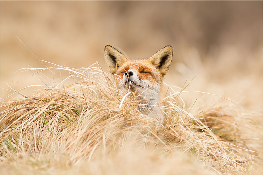 Zen Foxes Photos By Roeselien Raimond