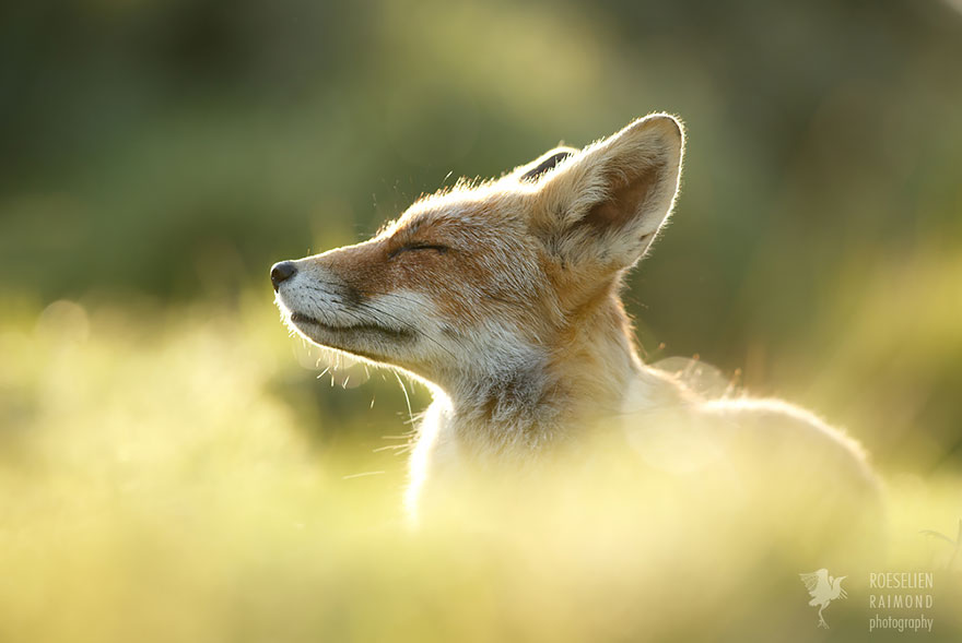 Zen Foxes Photos By Roeselien Raimond