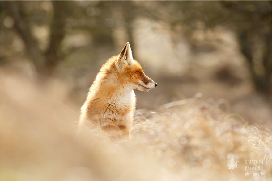 Zen Foxes Photos By Roeselien Raimond