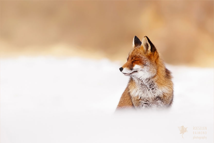 Zen Foxes Photos By Roeselien Raimond