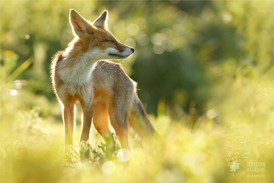 Zen Foxes Photos By Roeselien Raimond