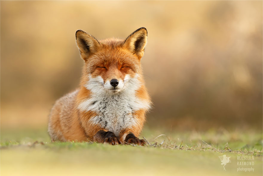 Zen Foxes Photos By Roeselien Raimond