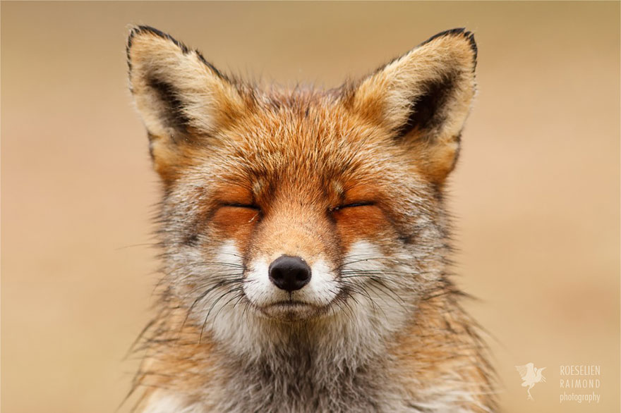 Zen Foxes Photos By Roeselien Raimond