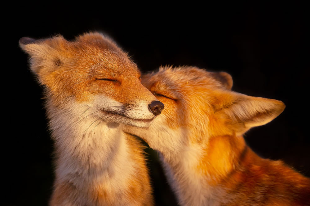 Foxy Love: What Kind Of Love Do You Prefer by Roeselien Raimond