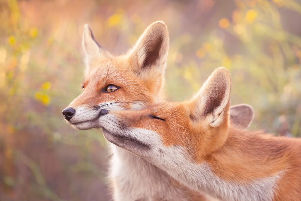 Foxy Love: What Kind Of Love Do You Prefer by Roeselien Raimond