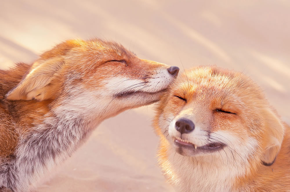 Foxy Love: What Kind Of Love Do You Prefer by Roeselien Raimond