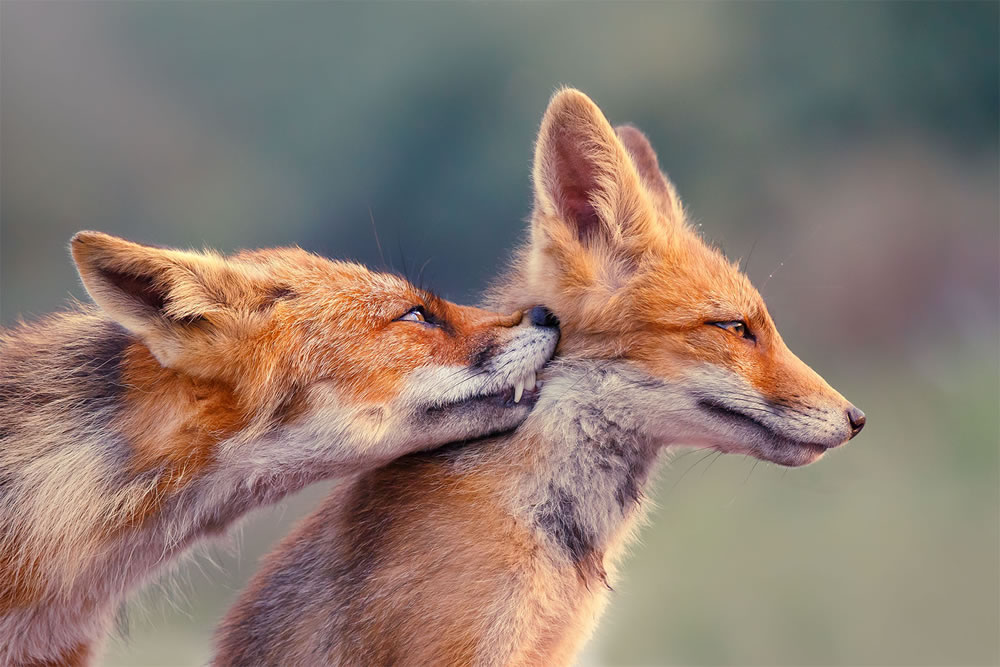 Foxy Love: What Kind Of Love Do You Prefer by Roeselien Raimond