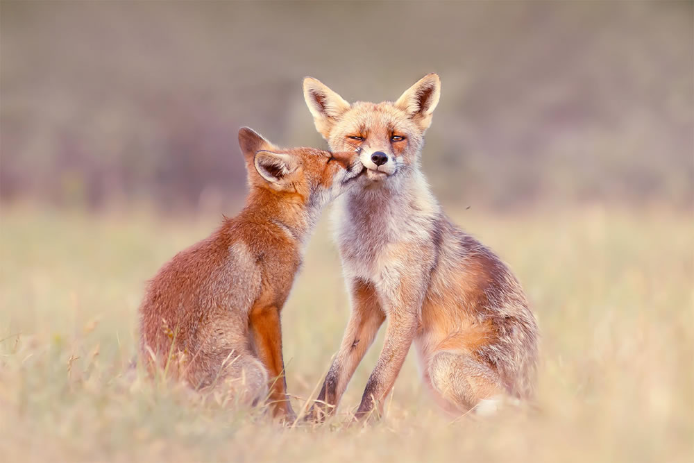 Foxy Love: What Kind Of Love Do You Prefer by Roeselien Raimond