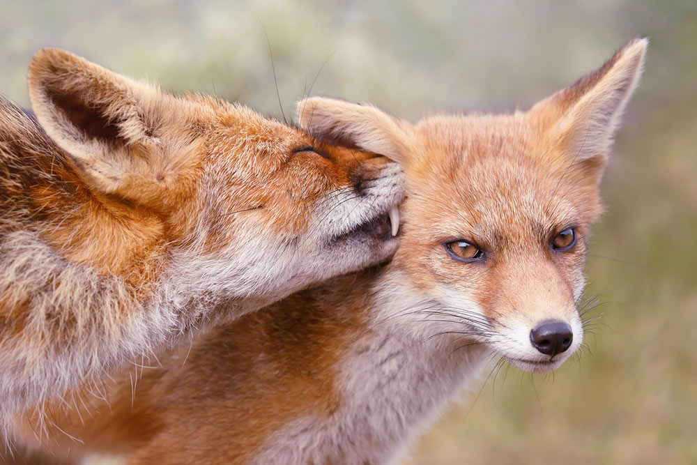 Foxy Love: What Kind Of Love Do You Prefer by Roeselien Raimond