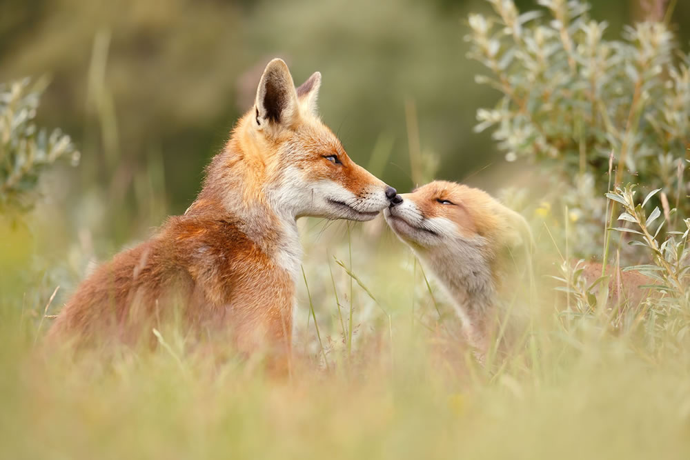 Foxy Love: What Kind Of Love Do You Prefer by Roeselien Raimond