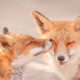 Foxy Love: What Kind Of Love Do You Prefer?