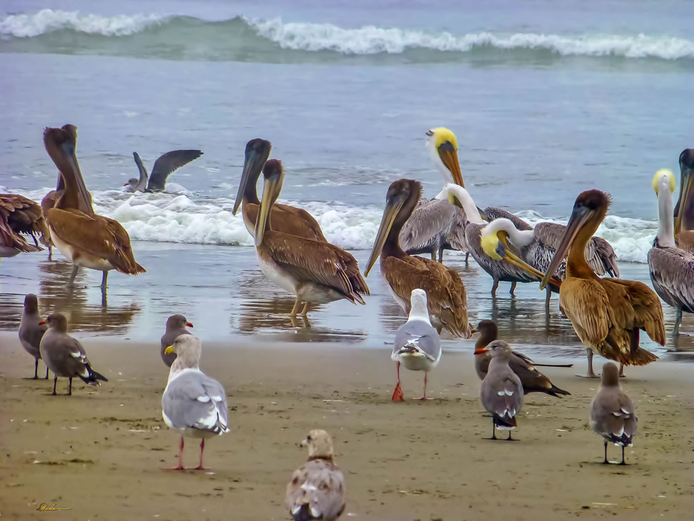 Beach Time GuruShots Challenge Winners