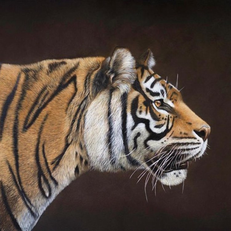 Realistic Animal Paintings By Sophie Green