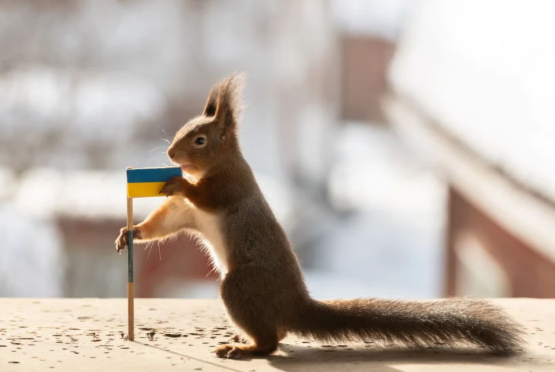 Anti-War Squirrel Photos As A Message Of Peace By Geert Weggen