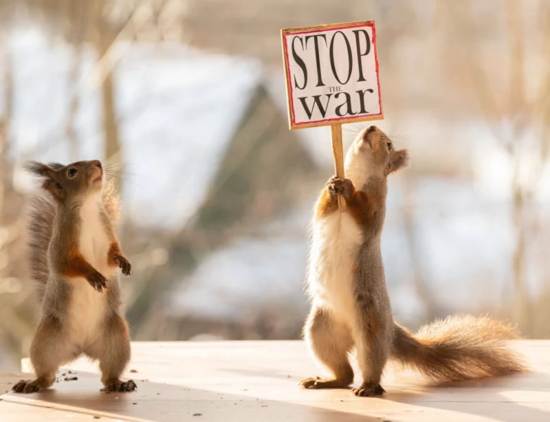 Anti-War Squirrel Photos As A Message Of Peace By Geert Weggen