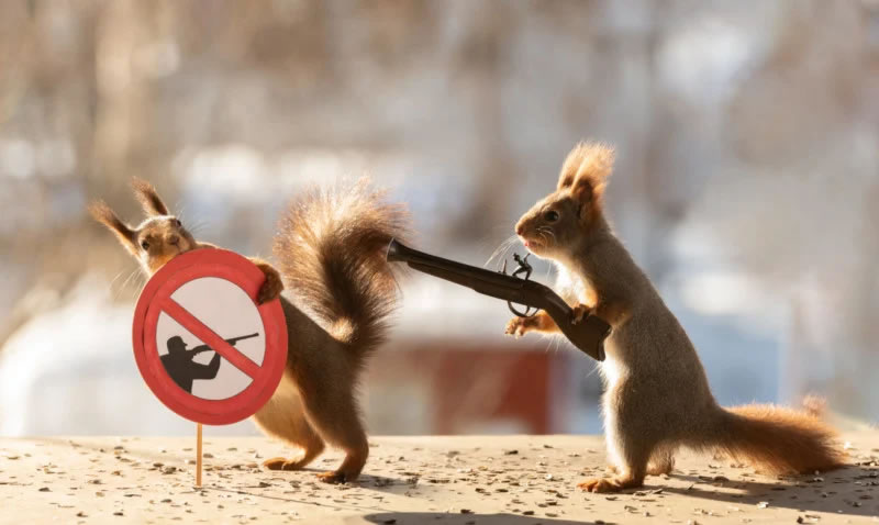 Anti-War Squirrel Photos As A Message Of Peace By Geert Weggen