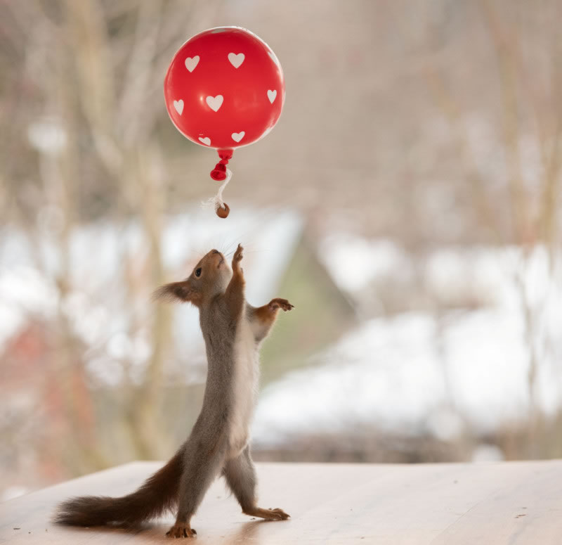 Anti-War Squirrel Photos As A Message Of Peace By Geert Weggen