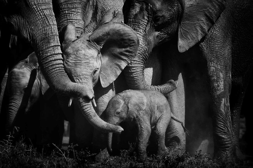 Black and White Elephants Photography By Peter Delaney