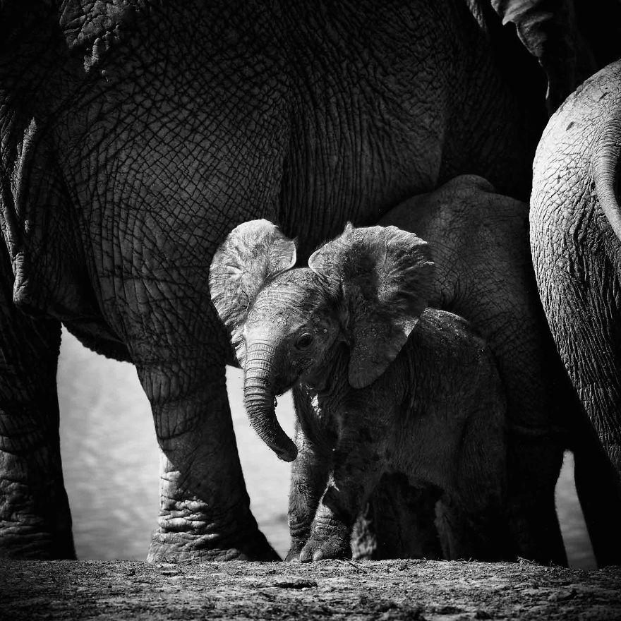 Black and White Elephants Photography By Peter Delaney