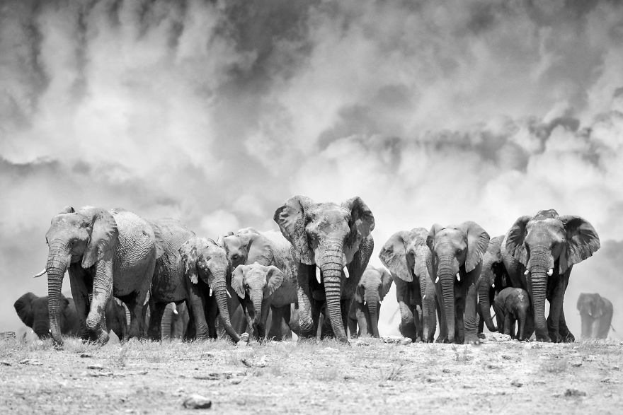 Black and White Elephants Photography By Peter Delaney