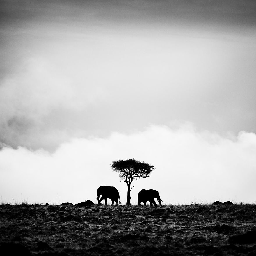 Black and White Elephants Photography By Peter Delaney