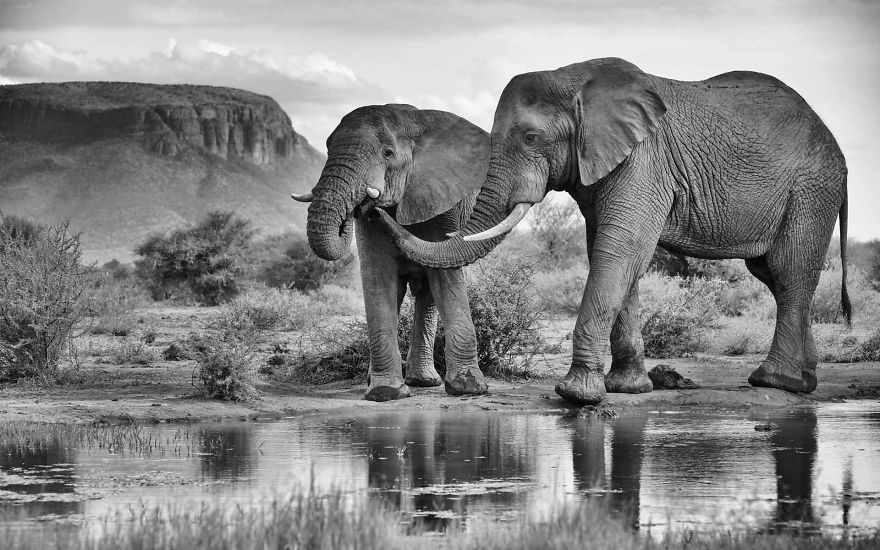 Black and White Elephants Photography By Peter Delaney