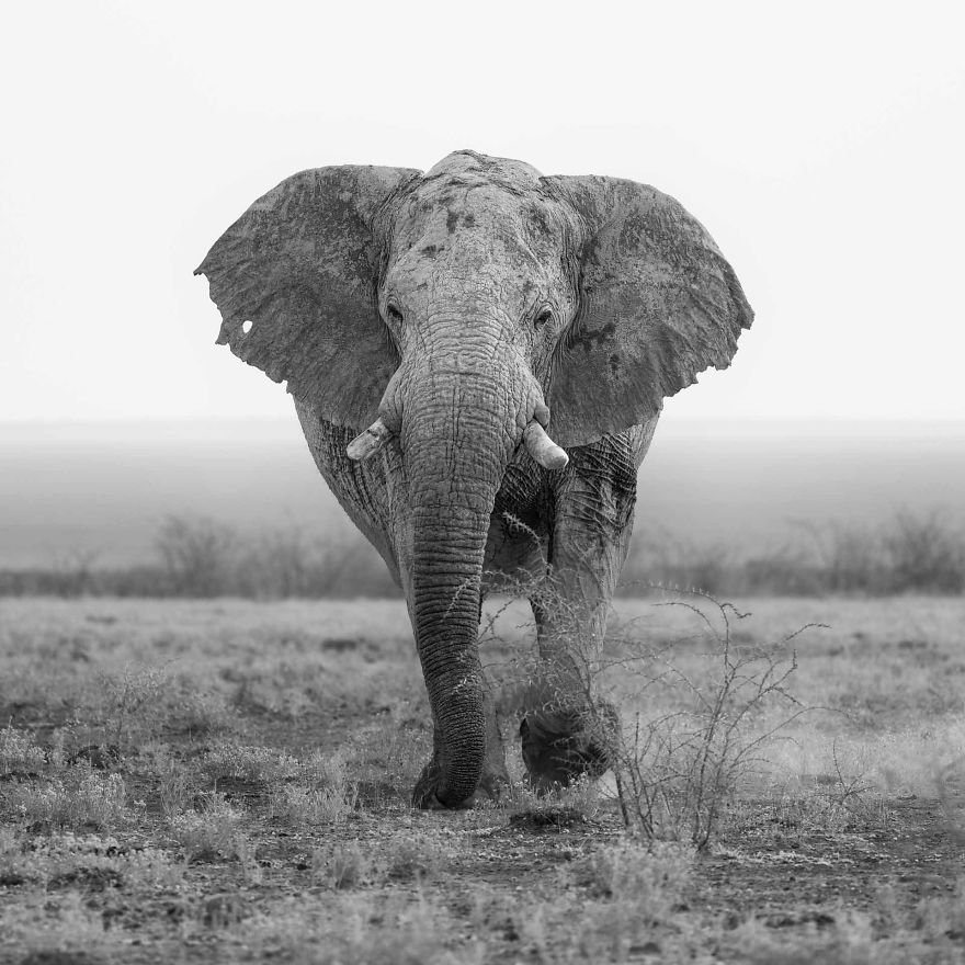 Black and White Elephants Photography By Peter Delaney