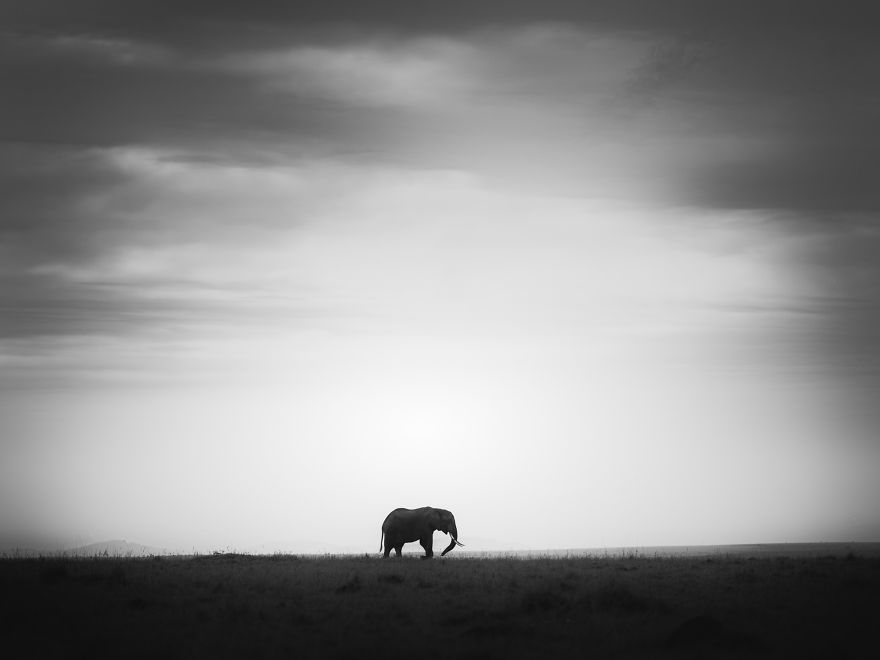 Black and White Elephants Photography By Peter Delaney